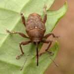 Acorn Weevil beetle