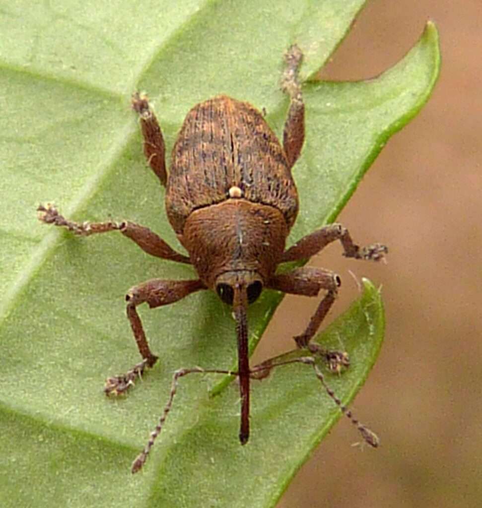 Acorn Weevil beetle