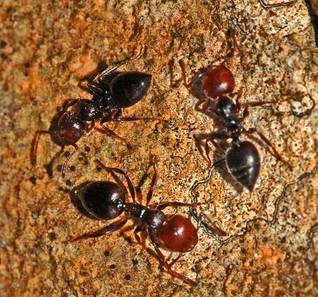 Acrobat-Ants