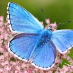 Adonis-Blue-butterfly