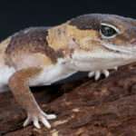 African-Fat-Tailed-Gecko