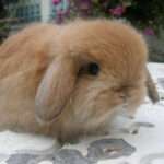 American Fuzzy Lop