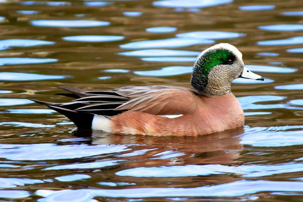 American Wigeon Duck