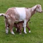 Anglo-Nubian_goat