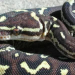Angolan-Python
