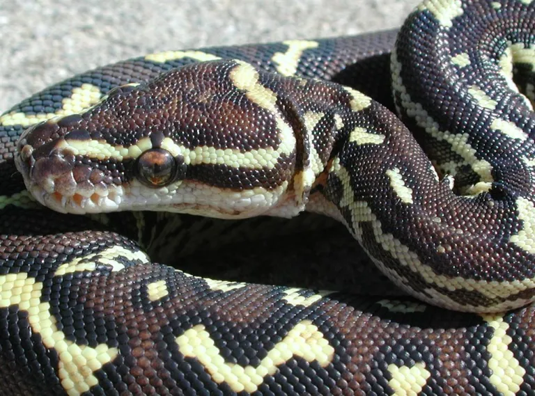 Angolan-Python