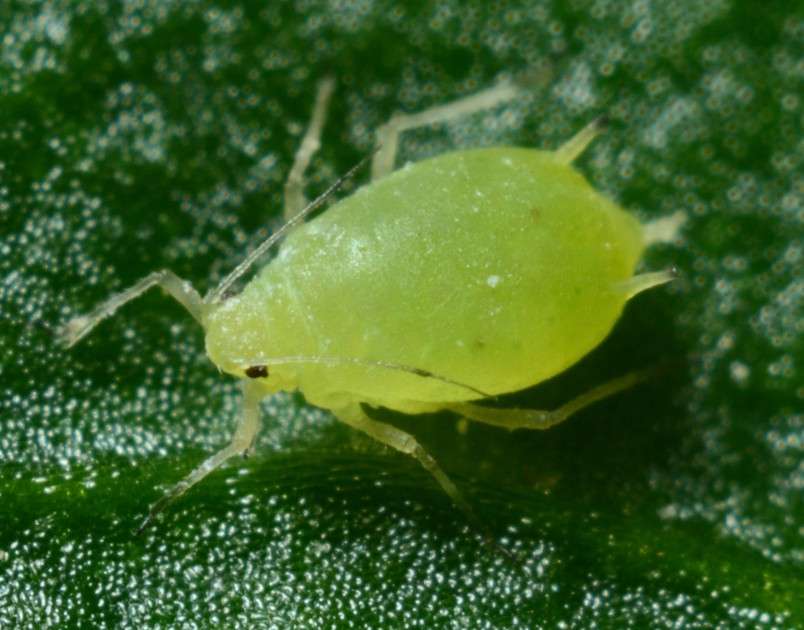 Aphid__