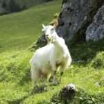 appenzell_goat
