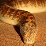 Arabian-sand-boa