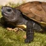 Arakan-Forest-Turtle