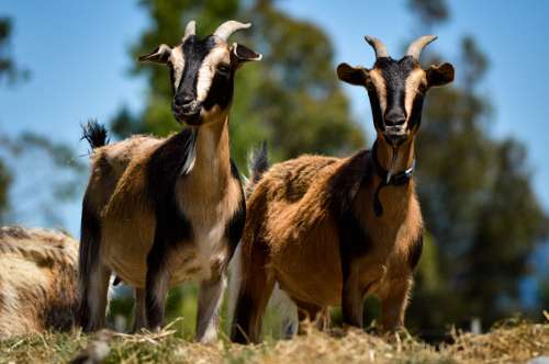 Arapawa Goat