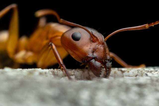 Argentine-ant