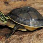 Asian-Box Turtle