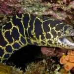 Atlantic Chain Moray Eel