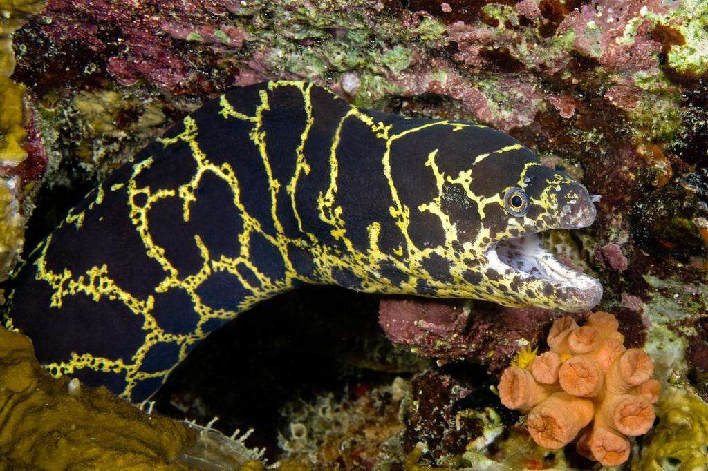 Atlantic Chain Moray Eel