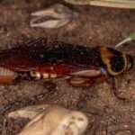 Australian-Cockroach-header