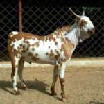 Barbari-goat-male