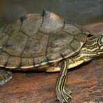 Barbour’s Map-Turtle