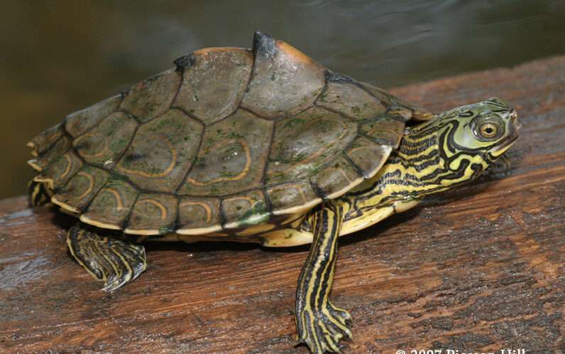 Barbour’s Map-Turtle