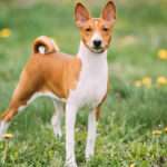 Basenji