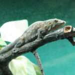 Bauer’s Chameleon Geckos