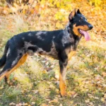 beauceron