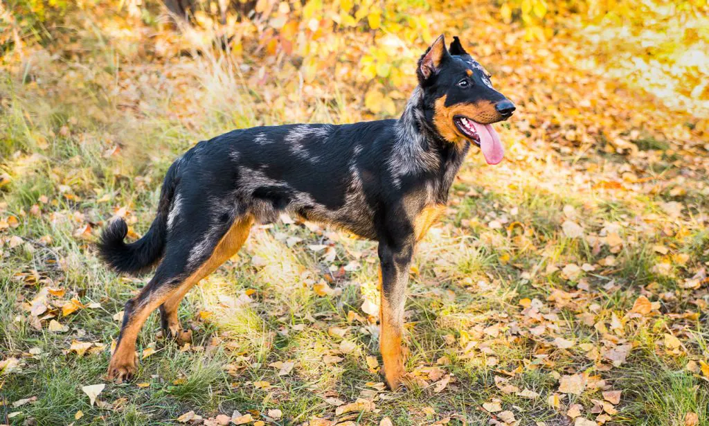 beauceron