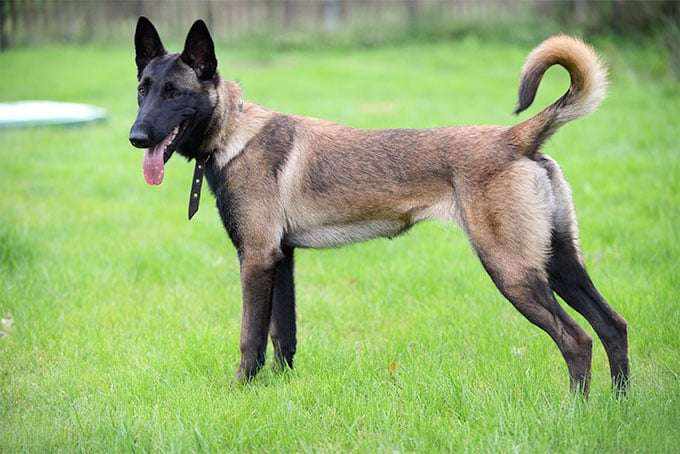 belgian malinois dog