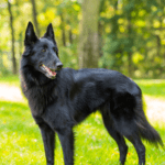 belgian sheepdog