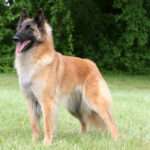 belgian tervuren dog