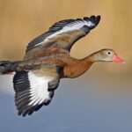 Black-Bellied Whistling Duck