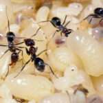 Black-Household Ant