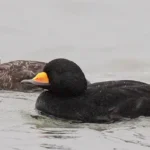 Black-Scoter Duck