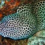 Black-Spotted Eel