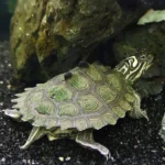 Black-knobbed-Map Turtle