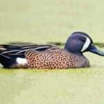 Blue Winged Teal Duck