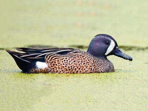 Blue Winged Teal Duck