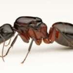 Brown-Black Carpenter Ant