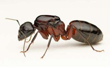 Brown-Black Carpenter Ant