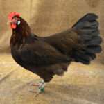 Brown Leghorn