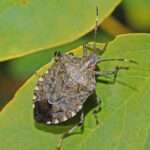 Brown Marmorated Stink Bug