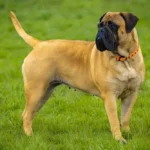 Bullmastiff-Dog