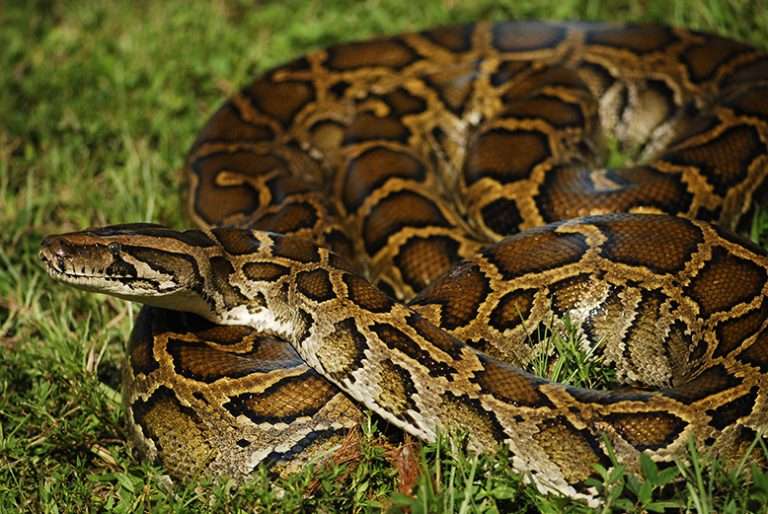 Burmese-Pythons