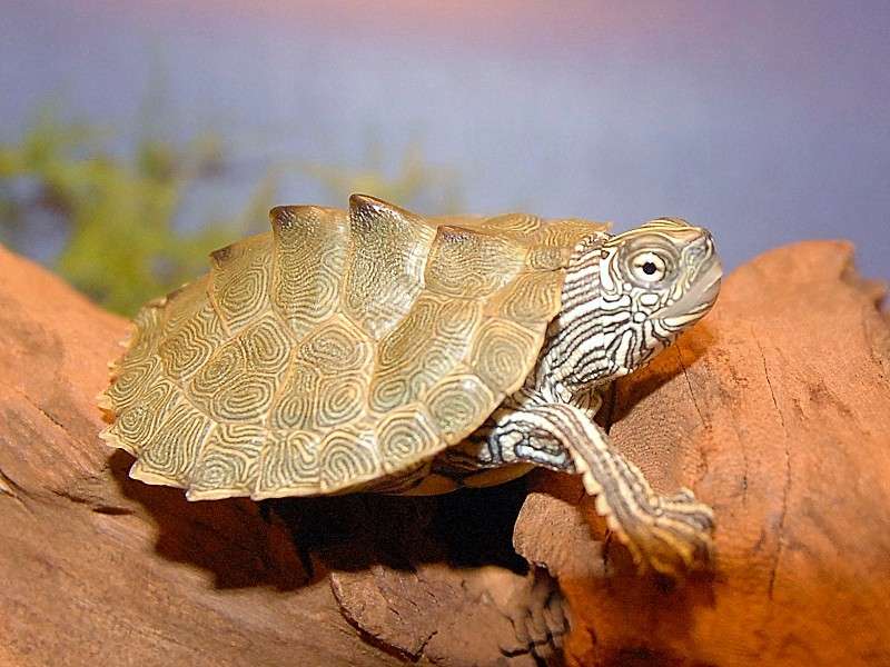 Cagle’s Map-Turtle