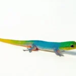 Cameroon dwarf geckos