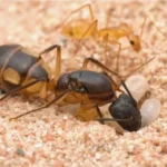 Camponotus maculatus