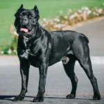 cane corso