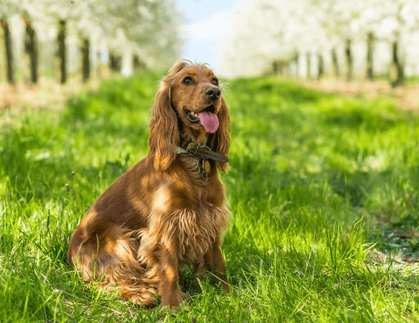 English Cocker Spaniel