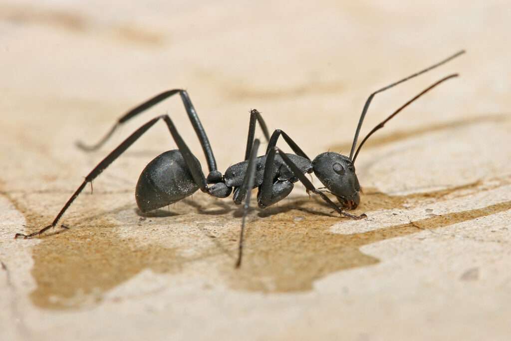 Carpenter_ant