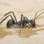 Carpenter_ant